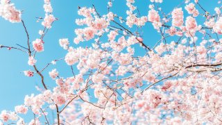 Llegan las primeras flores de cerezo de la primavera al Jardín Botánico de  Brooklyn – Telemundo New York (47)