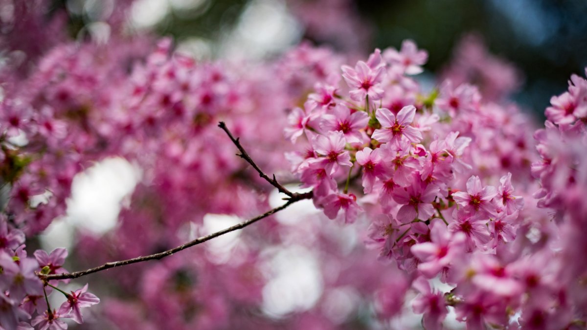 What are the best places to see cherry blossoms in the Tri-State area in the spring?
