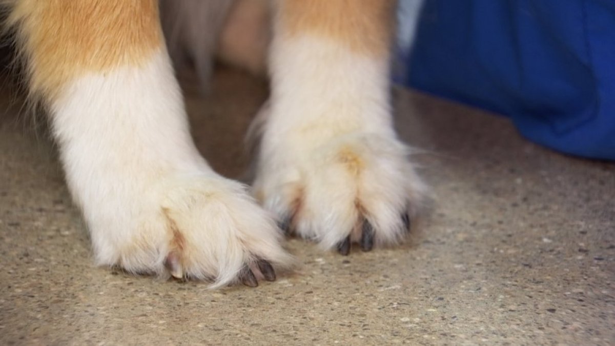 病気の疑いのため、この郡で犬の養子縁組が一時停止 – Telemundo Washington DC (44)