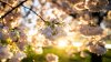 Festival de los Cherry Blossoms: tu guía para disfrutar de los icónicos cerezos de Washington