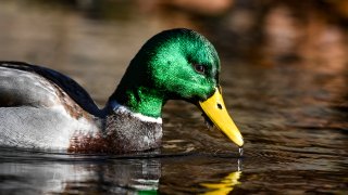 Mallard Duck In Wyomissing Creek
