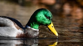 Mallard Duck In Wyomissing Creek