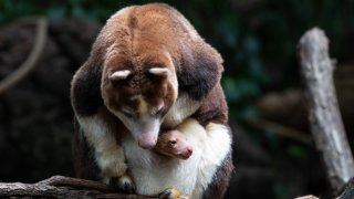 A Matschie's tree kangaroo emerges from its mother's pouch, Monday, April 18, 2022, at the Bronx Zoo in New York. The joey is the first of its species born at the zoo since 2008. (Julie Larsen Maher/Bronx Zoo)