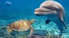 Estudio: el cambio climático podría provocar la extinción masiva de especies marinas