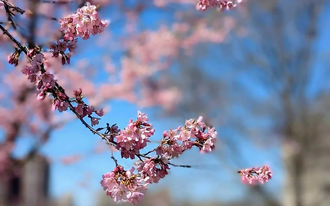 Guía para el Festival Nacional de los Cerezos en Flor en