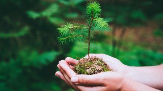 Female hand holding sprout wilde pine tree in green forest