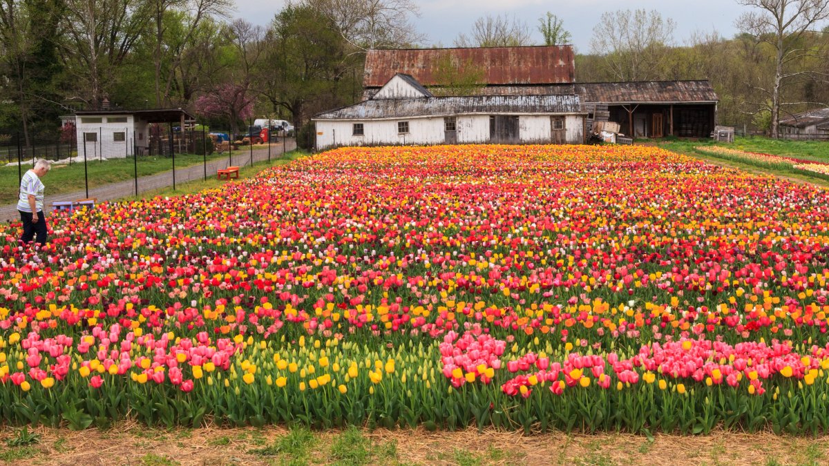 Festival de los Tulipanes inicia este martes en Virginia – Telemundo  Washington DC (44)