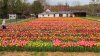 Festival de los Tulipanes inicia este martes en Virginia