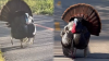 “Gigantesco” pavo salvaje ataca a personas en sendero de Washington