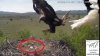 Viral: video capta cuando un águila real se lleva a dos recién nacidos de un nido de cigüeña