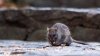 “Academia de ratas”: Curso gratis sobre control de plagas en NYC; conviértete en un profesional
