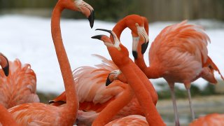 Flamingos communicate with each other as they stand