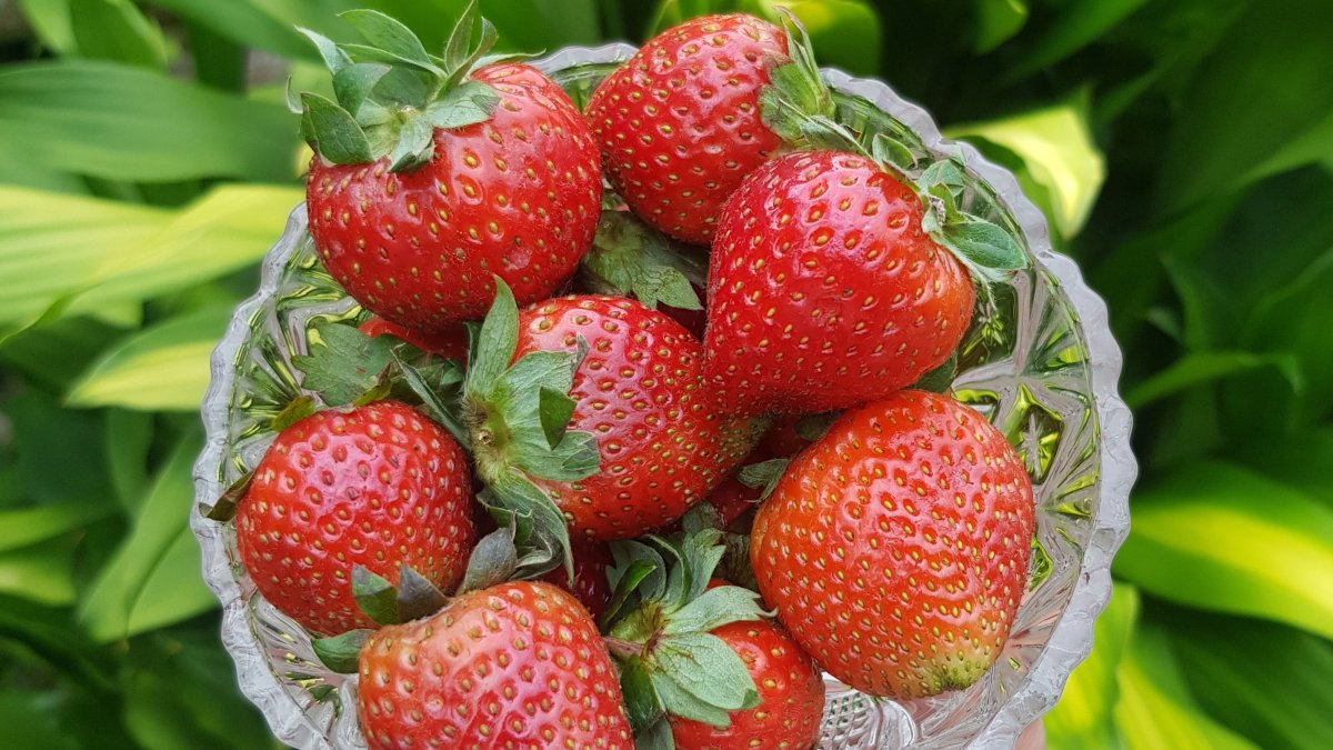FDA: no coma estas fresas por posible brote de hepatitis A – Telemundo  Washington DC (44)