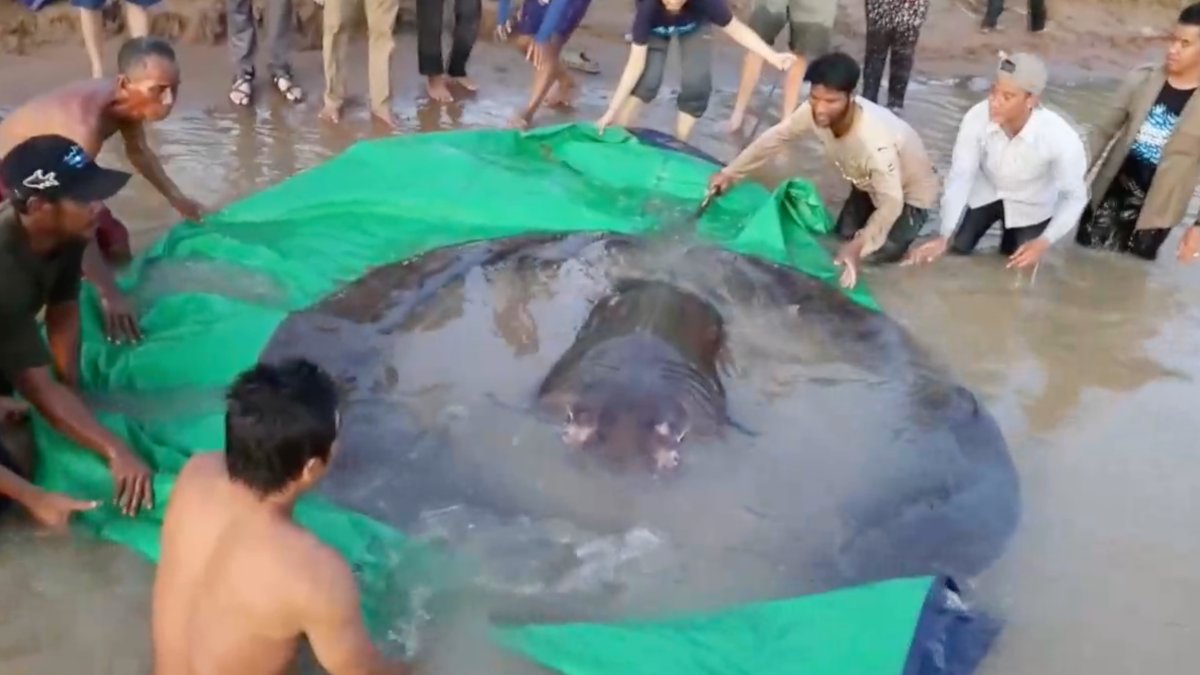 Capturan en Camboya el pez de agua dulce más grande del mundo, image size:1200x675