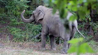 TLMD-Happy-Elefante-GettyImages-1181857377