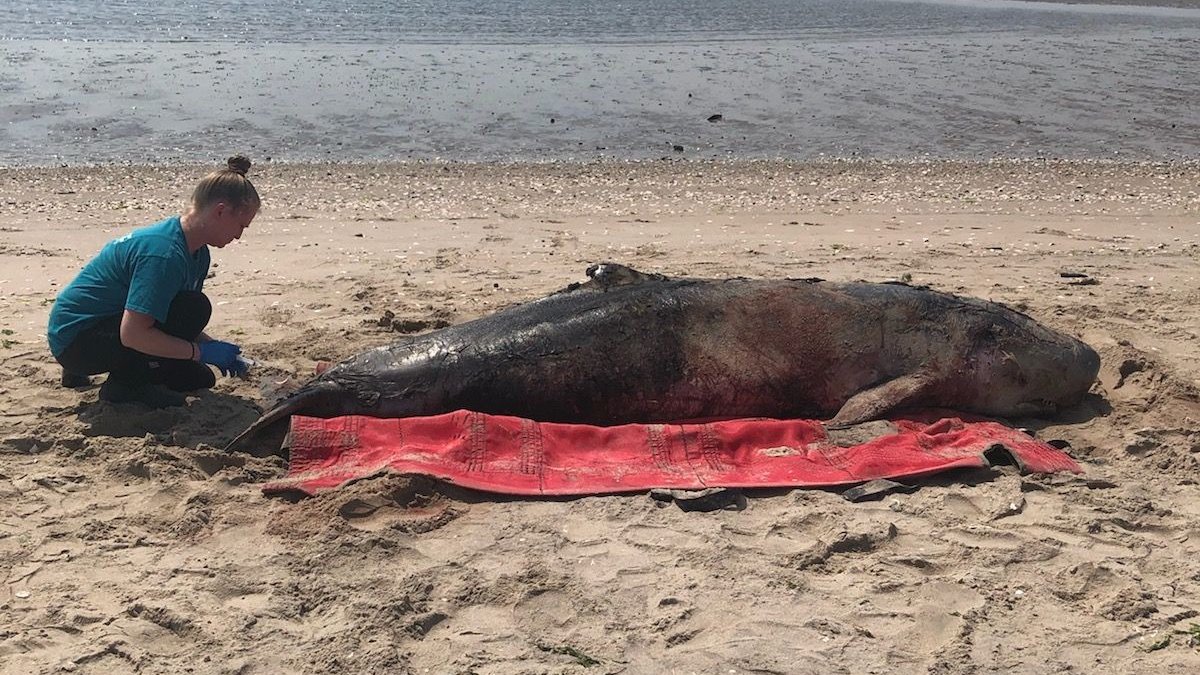 Whale Stranded on New York Beach Dies Despite Efforts to Return It to Water – NBC New York