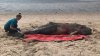 Ballena varada en playa de Nueva York muere pese a esfuerzos para retornarla al agua