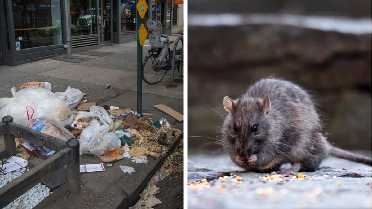 Hay una forma ética de matar ratas? Esto dicen los exterminadores - The New  York Times