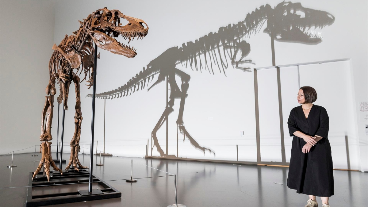 Subastan esqueleto completo de un Gorgosaurus de 77 millones de años – Telemundo Washington DC (44) Subastan esqueleto completo de un Gorgosaurus de 77 millones de años – Telemundo Washington DC (44)