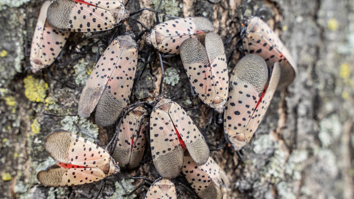 New York experts warn of early appearance of Spotted Lanternfly and want you to act now