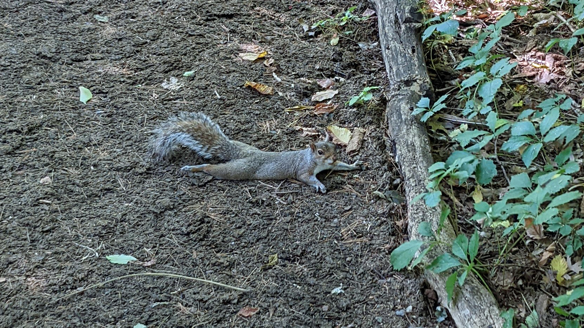 NYC Squirrels Stretch Out on the Ground in the Heat – NBC New York