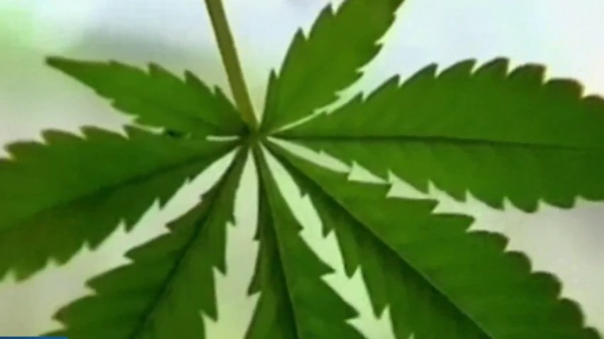 Campaña sobre el uso recreativo de la marihuana en Maryland