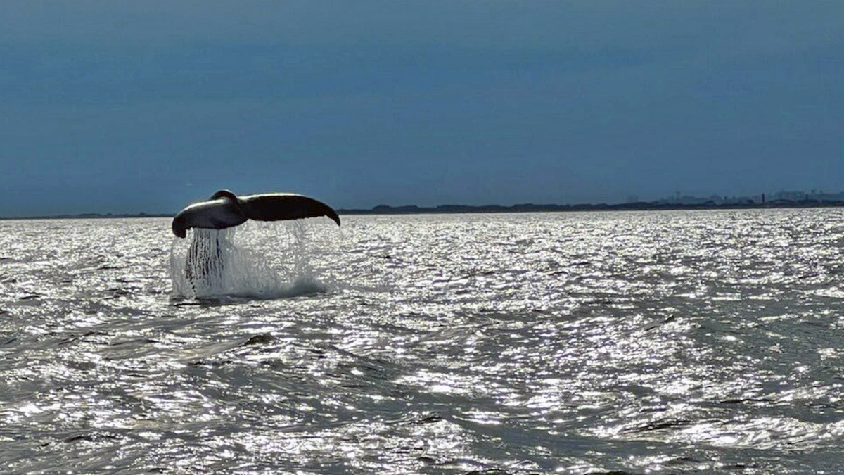 A whale appears before the eyes of NYPD officers – NBC New York (47)