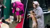 ¿Quién se quedará con los adorables perritos corgis de Isabel II? La raza preferida de la reina