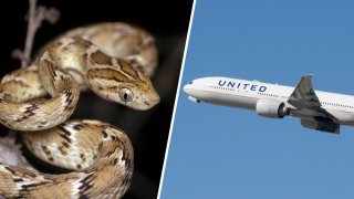 Culebra se cuela en vuelo de United Airlines desde NJ a Tampa