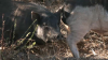 Abandonan más de 100 cerdos en calle de California; algunos ya han muerto