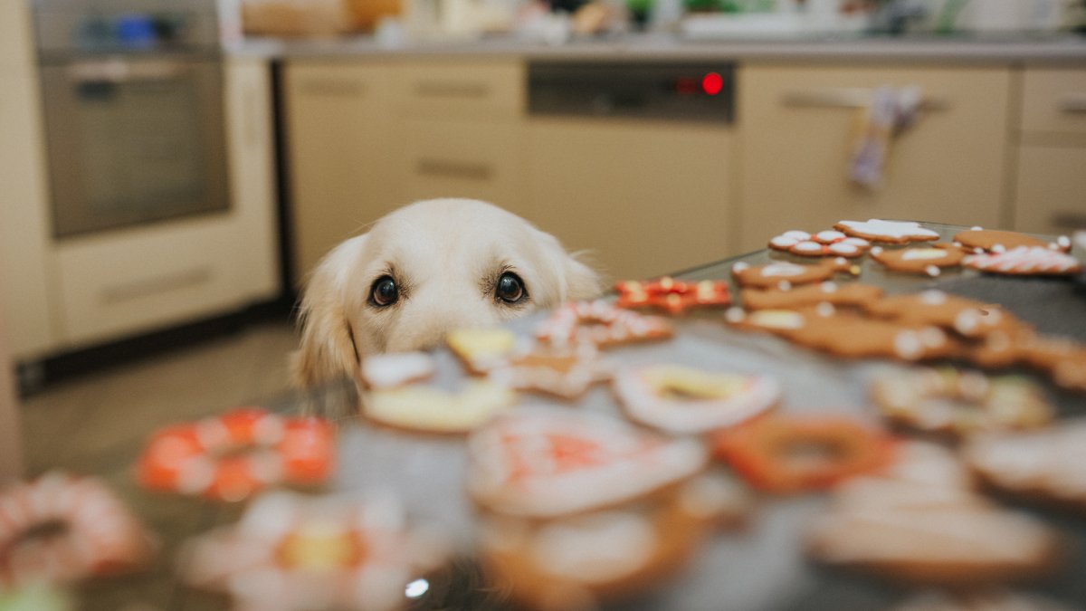 son seguros los productos de comida para perros de costco