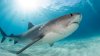 “Luché contra un tiburón y gané”: niña de 10 años atacada en una playa de Florida