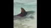 En video: tiburones se acercan a bañistas en playa de Cuba
