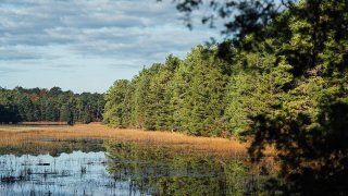 Bass River State Forest