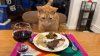 Sano y salvo: Gato encontrado dentro de equipaje en JFK disfruta de comida de Thanksgiving