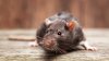 Alcalde de Nueva York asiste a la Academia de Ratas para combatir la propagación de roedores