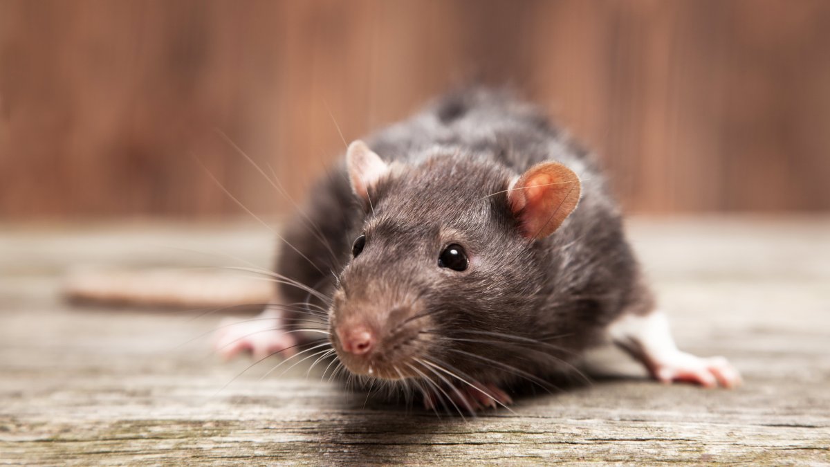 Rat Academy in NYC: Eric Adams Participates in Free Pest Control Training