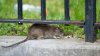 Multan a alcalde Eric Adams por infestación de ratas en su casa, según medios
