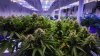 Arrestan a sobreviviente de un tiroteo en finca de marihuana