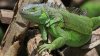 Iguana provoca tremendo apagón dejando a casi miles de clientes sin electricidad