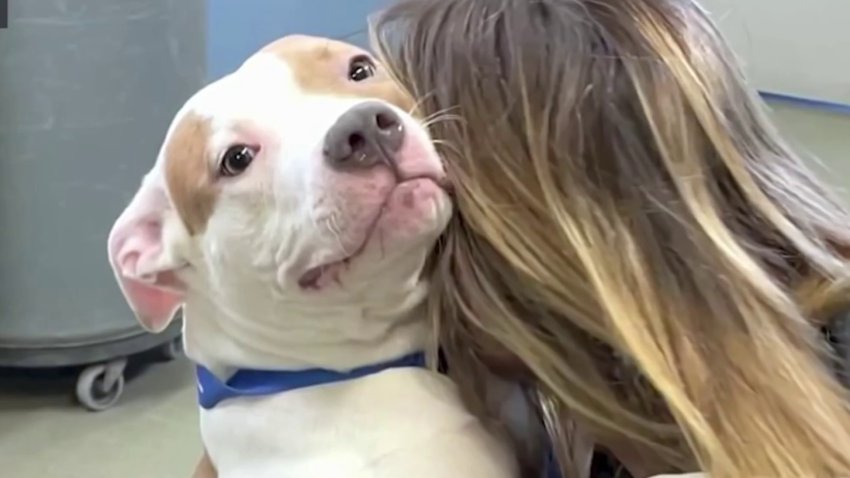 The 1-year-old pup, named Allie, was left abandoned at the airport in Des Moines, Iowa, on Dec. 29th as her owner flew back to Newark.