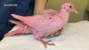 Juego de aves: Paloma rosada encontrada en un parque de Nueva York fue ‘teñida deliberadamente’