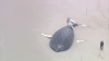 Ballena jorobada aparece muerta en playa de Nueva York, décima en meses recientes