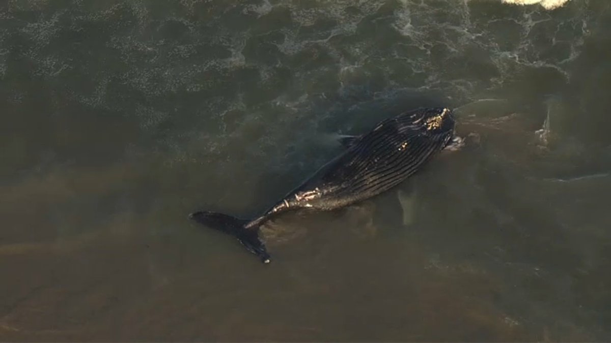 They are investigating the rise in the number of dead whales off the coasts of New Jersey and New York