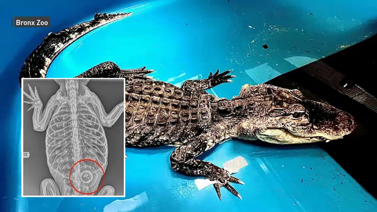 What did they find inside the alligator found in poor condition in a New York park?