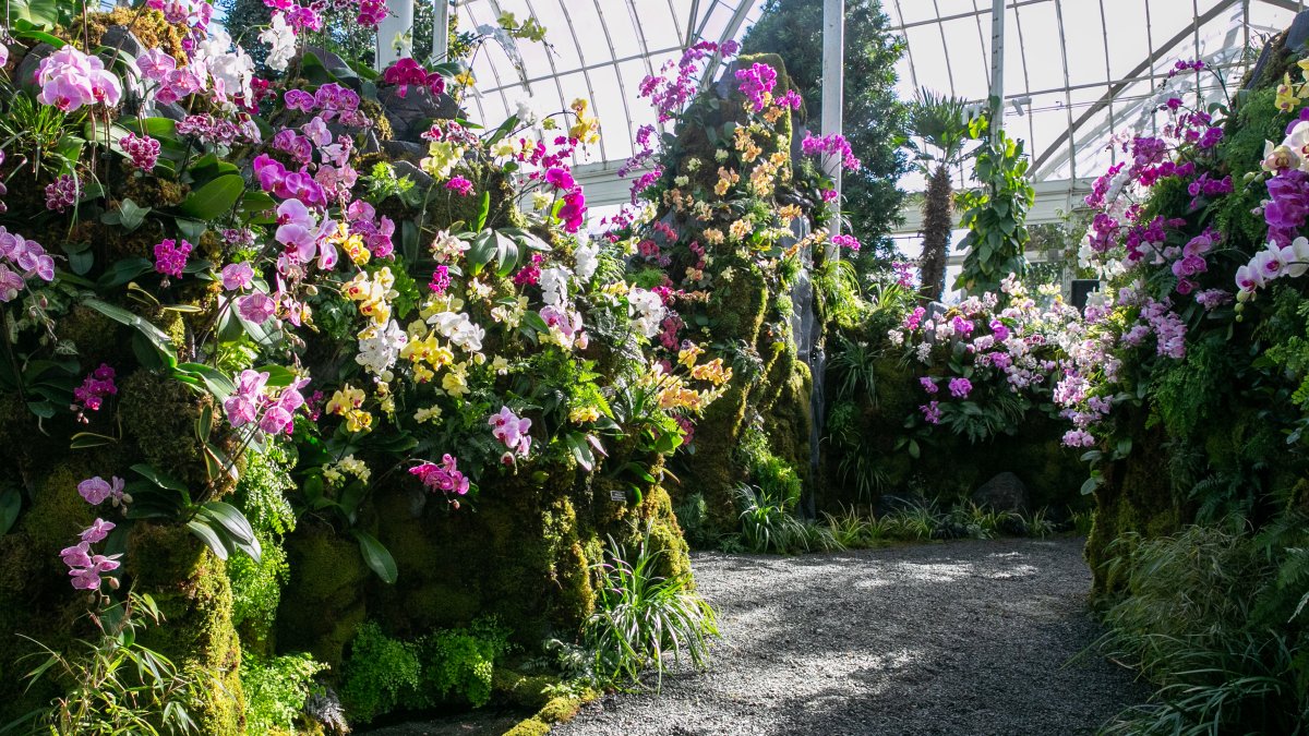 Thousands of Orchids Recreate Traditional Chinese Landscapes – NBC New York (47)