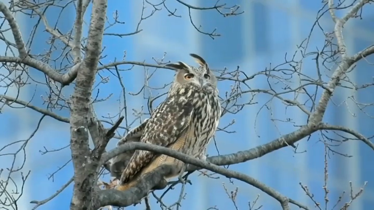 Central Park Zoo shares update on Skinny the Owl