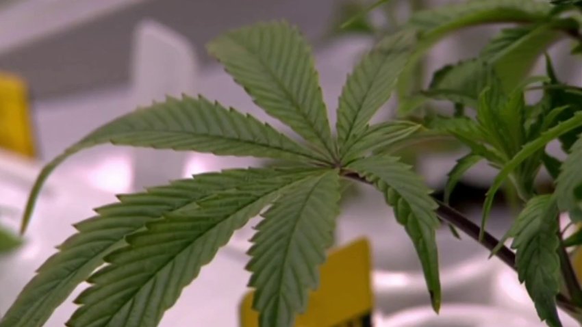 Tenían la posibilidad de legalizar la marihuana recreacional, pero la rechazaron