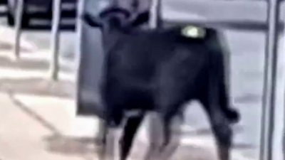 En video: vaca escapa de matadero y logra correr libre en concurridas calles de NY