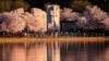 Dónde apreciar los cherry blossoms en DC, Maryland y Virginia